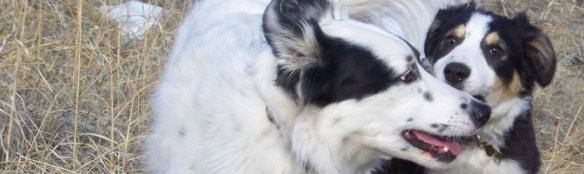 ocean and puppy $eeker