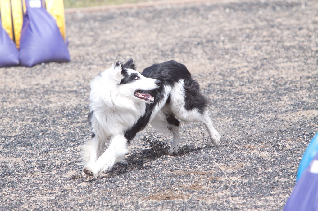 is desexing the answer, or the question?