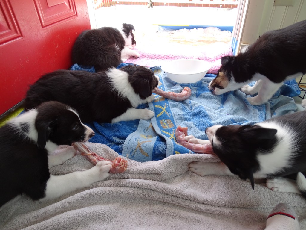 Canine Resource Guarding