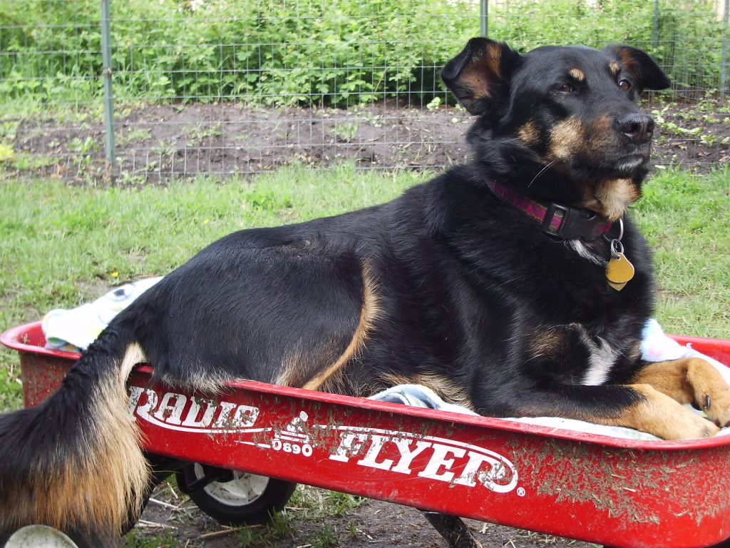 when is a rescue no longer a&nbsp;rescue?