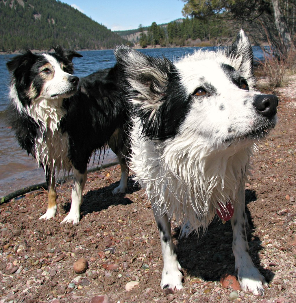 shutting a dog&nbsp;down