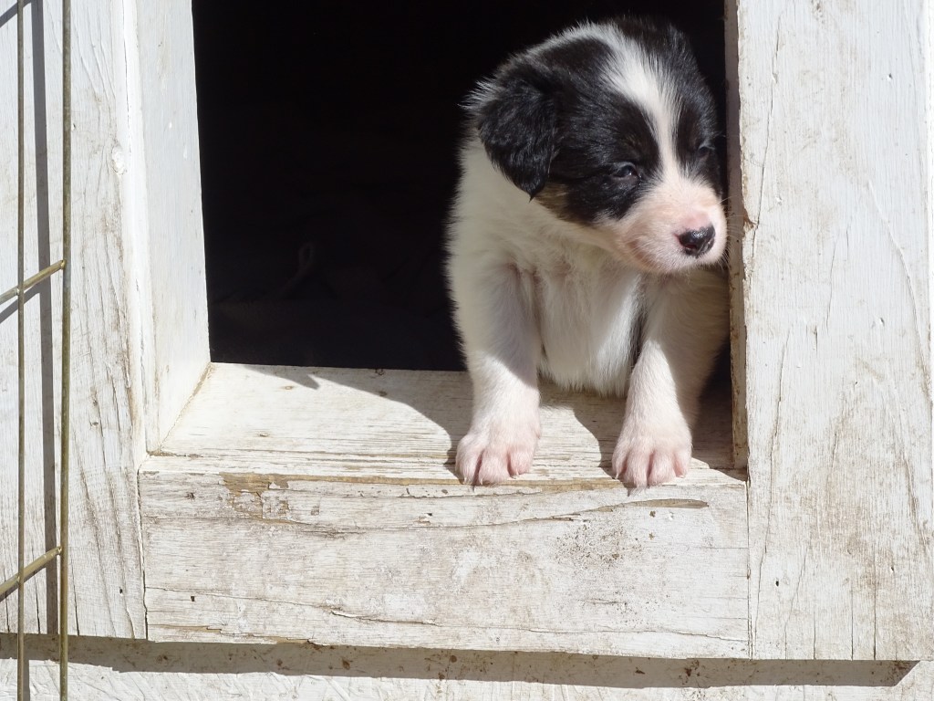 Is there really such a thing as a stubborn dog?