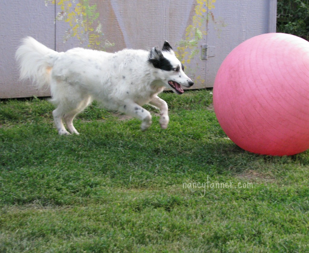 Fearful Dogs – seeing the world in detail