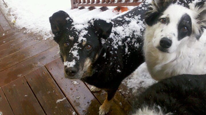 Living with an Actively Dying&nbsp;Dog