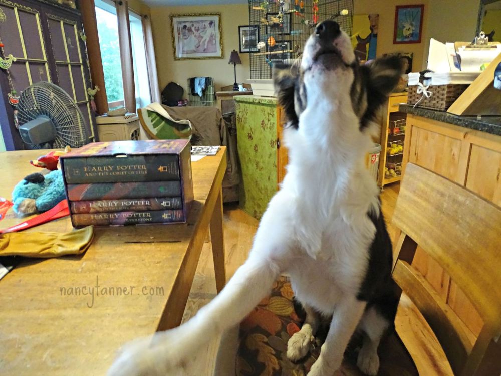 11953433_808640892590929_8149352386599607225_o