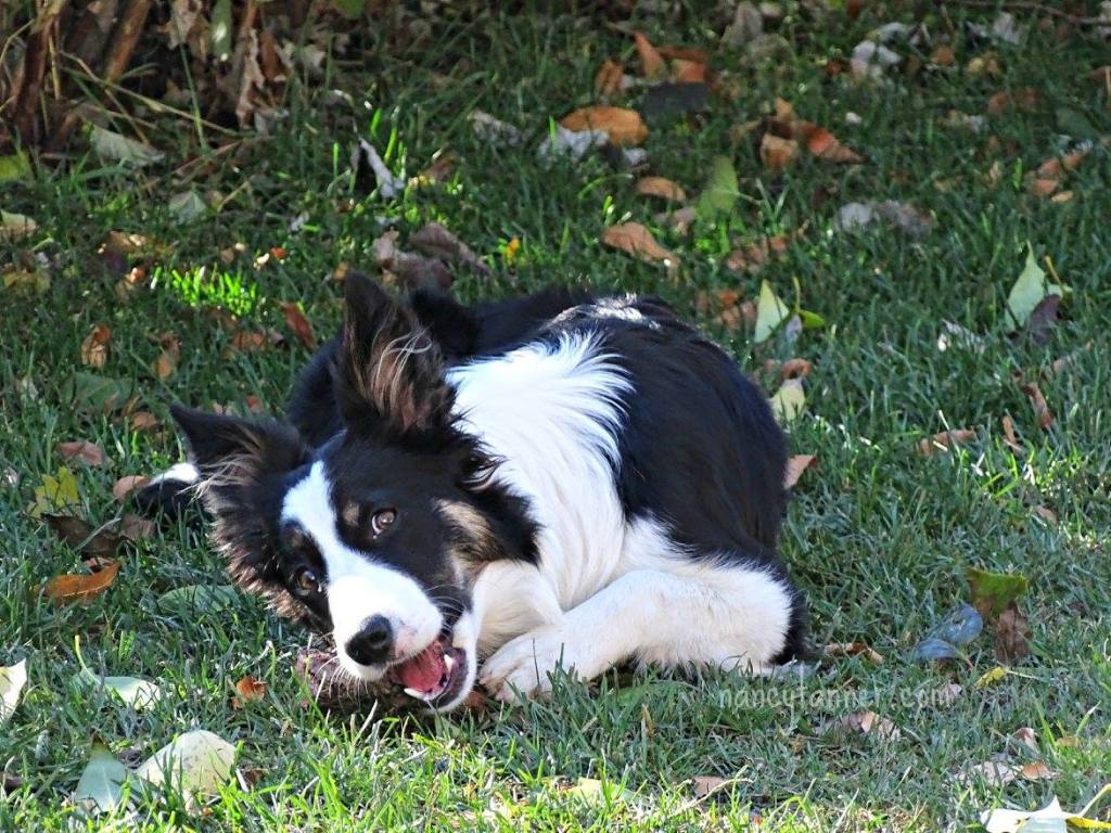 yes you heard me correctly, I want to hear your dog&nbsp;growl