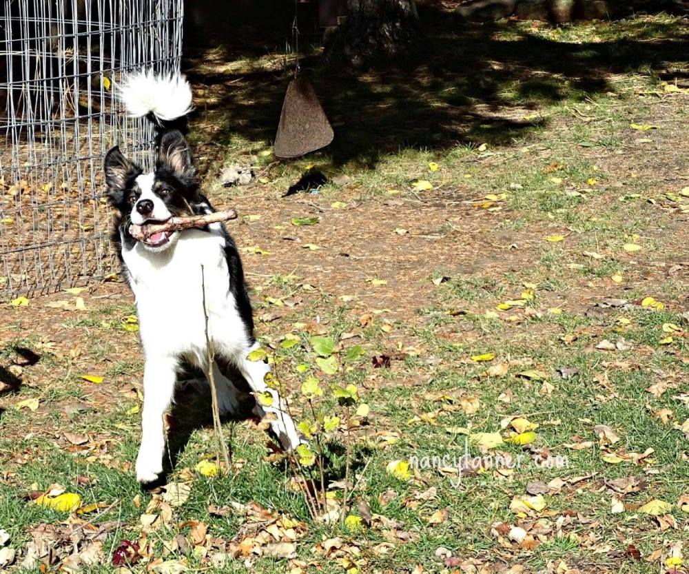 905963_827469187374766_2975714035754206309_o