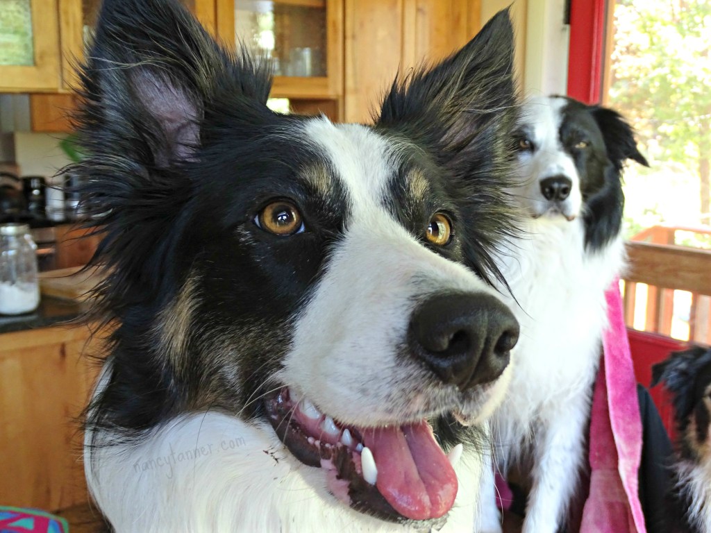 I don’t want my dog to think that just because …..