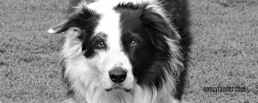 Affordable and healthy food choices for your dog