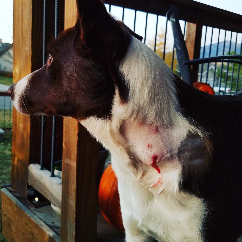 Top 10 Tips – dealing with a traumatic dog&nbsp;experience