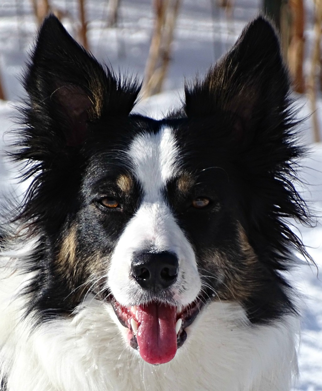 Accepting your dogs energy