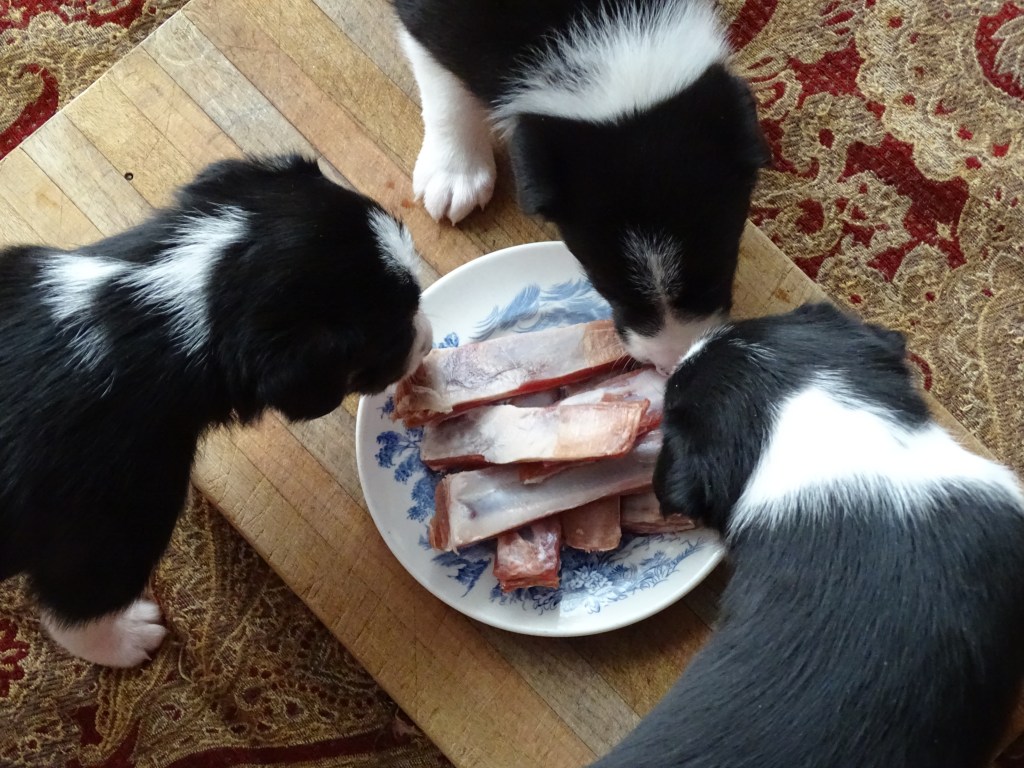 Multiple Dog Household Dynamics – FOOD