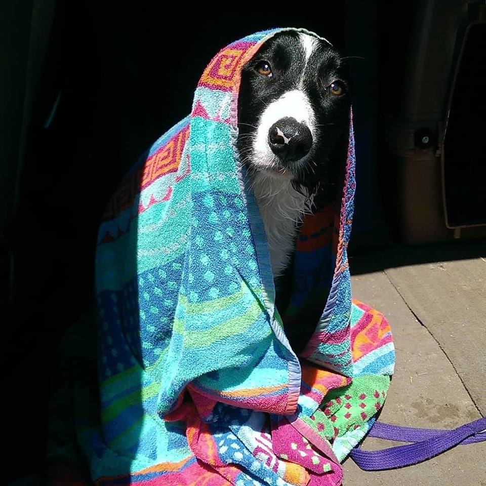 Why a DOG PARK education is worse than no education at&nbsp;all