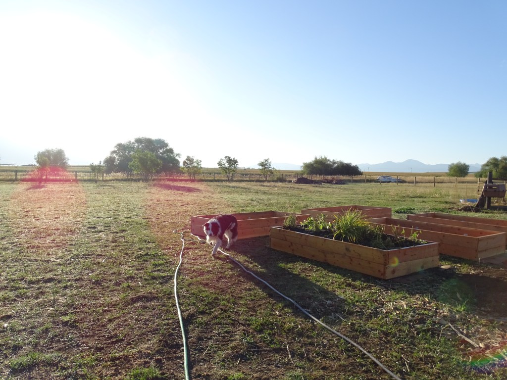 … the life I have wanted for my&nbsp;dogs