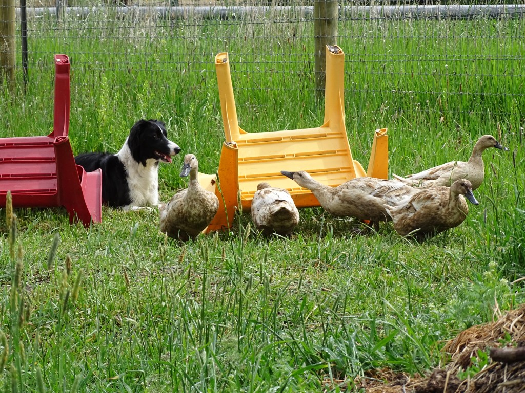 The Sexy Beasts are now&nbsp;HERDING!