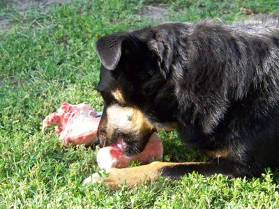 BONES FOR YOUR&nbsp;DOG