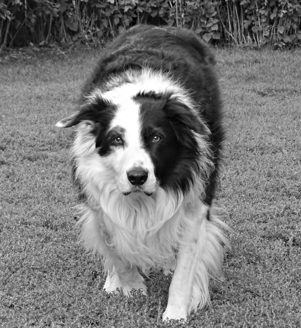 Top 10 Tips – Living with a Senior&nbsp;Dog